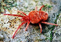 Red Velvet Mite - Trombidiidae.jpg