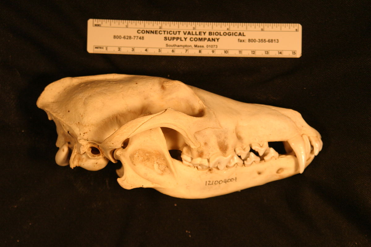 NE NW skull comparison - WikiEducator