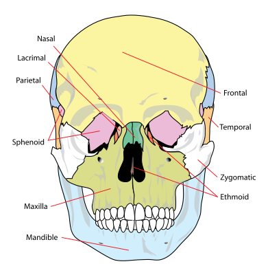 Image: Human skull front bones (simplified)