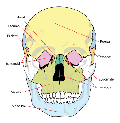 Biological Anthropology/Unit 2: Non-human Primates/Primate Skeletal ...