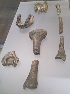 Image: Australopithecus anamensis fossils