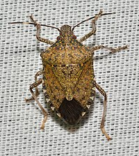 Stink Bug (44502069791).jpg