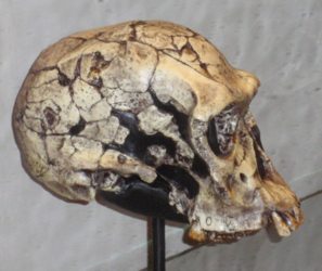 Image: Homo habilis