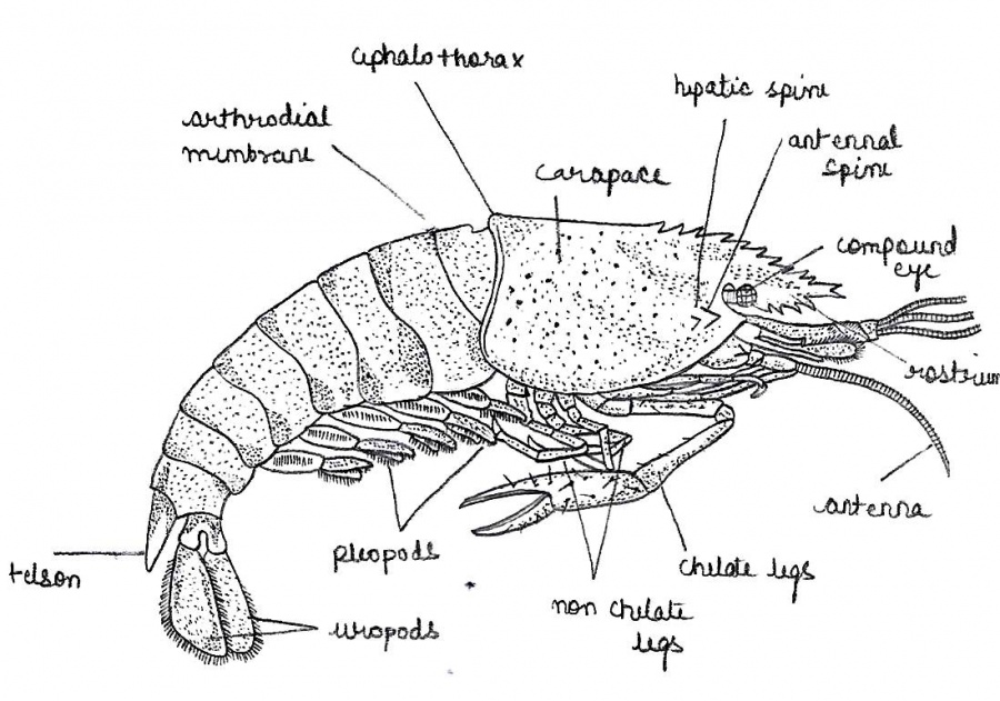 Department of Zoology at ANDC/Zoology Museum/Museum specimens ...