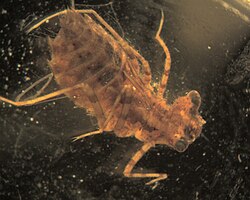 Libellulidae.jpg