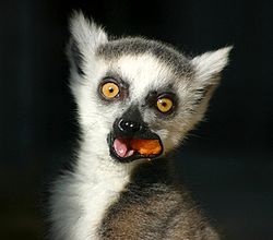 Image: Lemur eating fruit