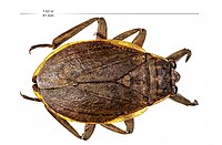 Insect Specimen from LAKE Collection (34027969762).jpg