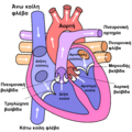 File:Diagram of the human heart (cropped).svg - WikiEducator