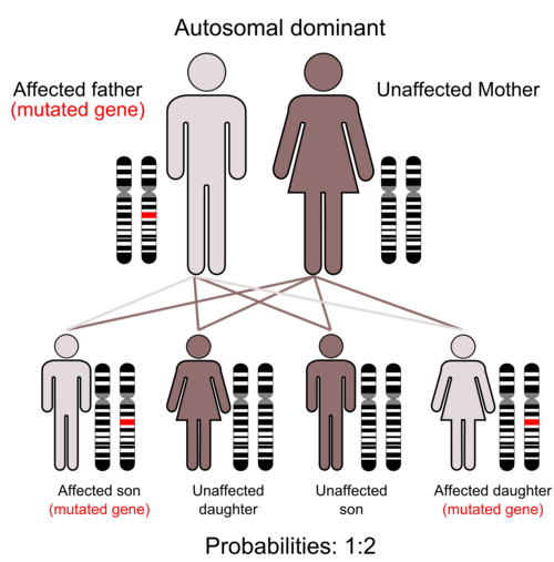 Biological Anthropology Unit 1 Evolutionary Theory Mendelian Genetics