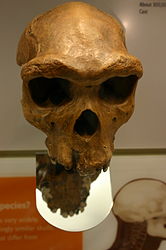 Image: Homo heidelbergensis
