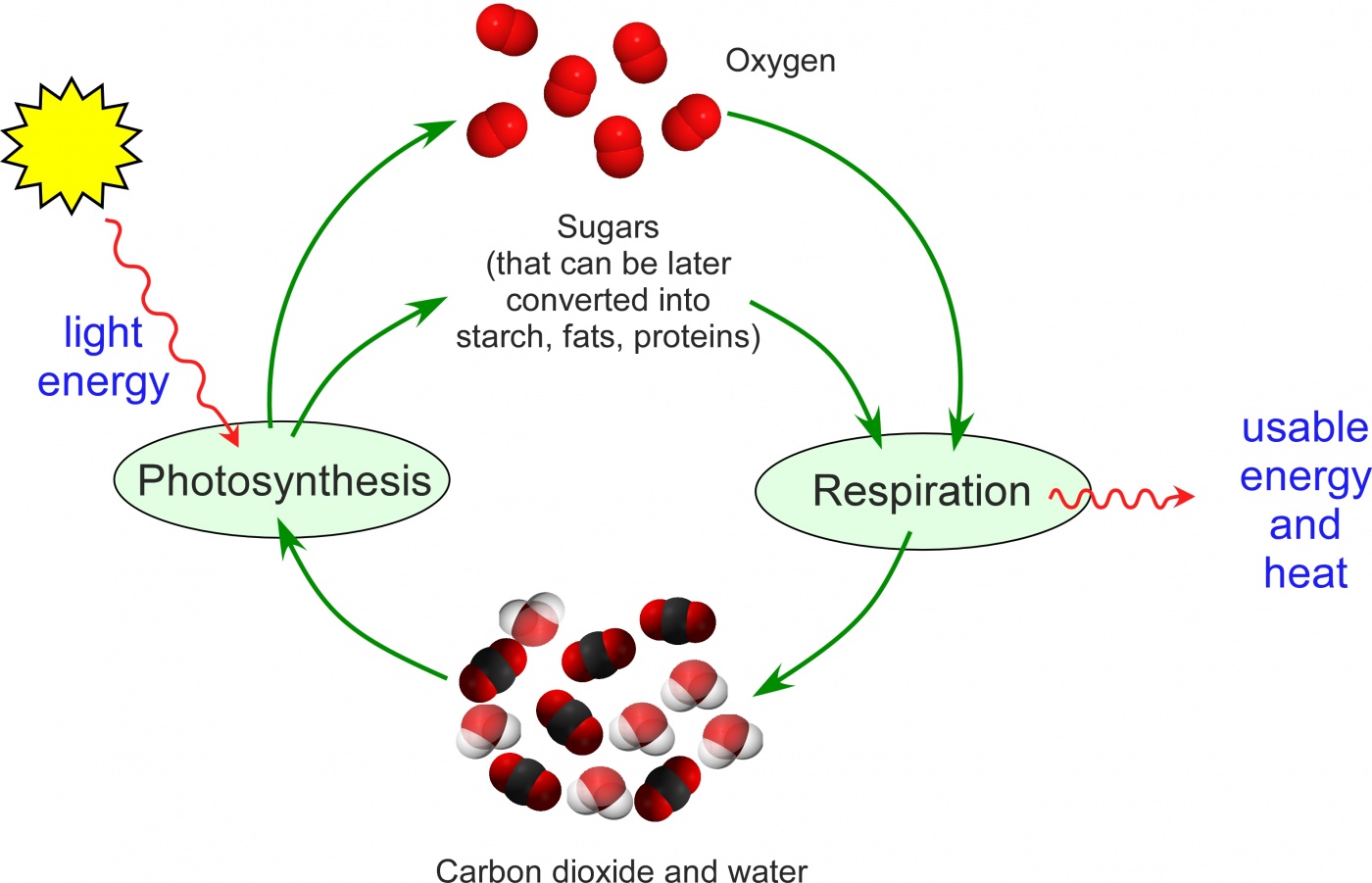 Human earth shapers/ETHS101/Earthsystems/The Carbon Cycle - WikiEducator