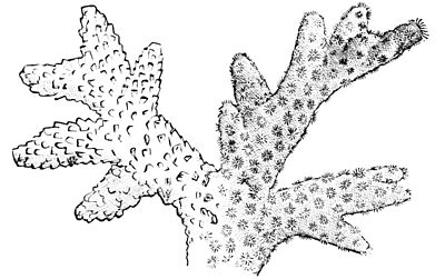 PSM V13 D329 Madrepore coral