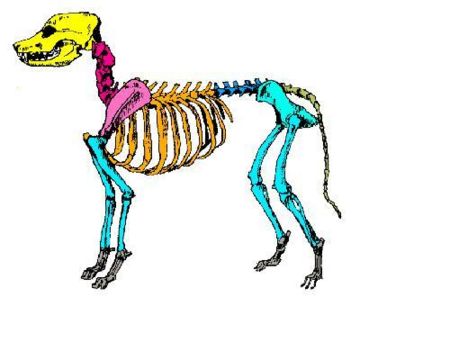 Unlabelled dog skeleton from wikipedia.JPG
