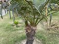 Cycas circinalis.JPG