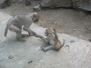 Image: Macaques fighting