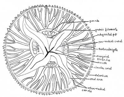 Labelled diagram of AURELIA.jpg