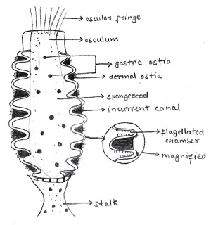 Labelled diagram of LS OF SYCON.jpg