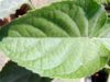 Herbal Vaat Leaf