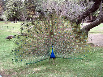Image: Male peacock display.
