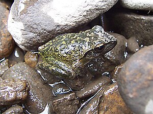 Lesueur's Tree Frog (Litoria lesueuri).jpg