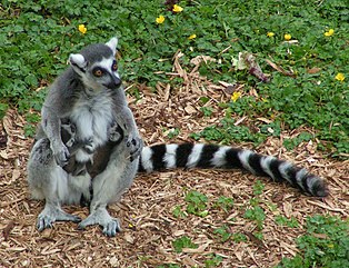 Image: Ringtailed lemur