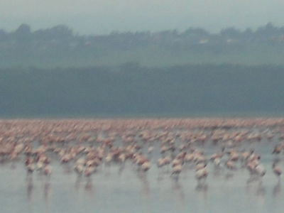 Flamingo0.jpg