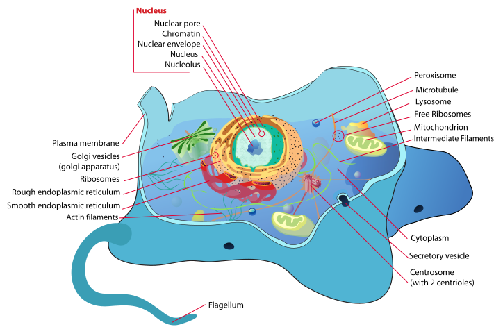 File:Animal cell structure en.svg