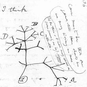 Image: Darwin’s first tree.