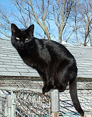 Blackcat-Lilith.jpg