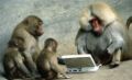 Monkeys on computers.jpg