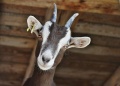 Staring goat.jpg