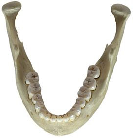 Image: Human jawbone