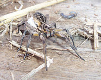 Wolf spider&egg sac02.jpg