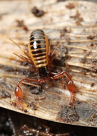 Pseudoscorpion.jpg