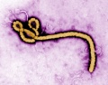 Ebola virus1.jpg