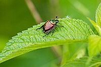 Japanese beetle (42325751892).jpg