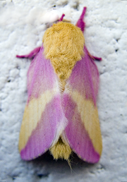 Rosy Maple Moth.png