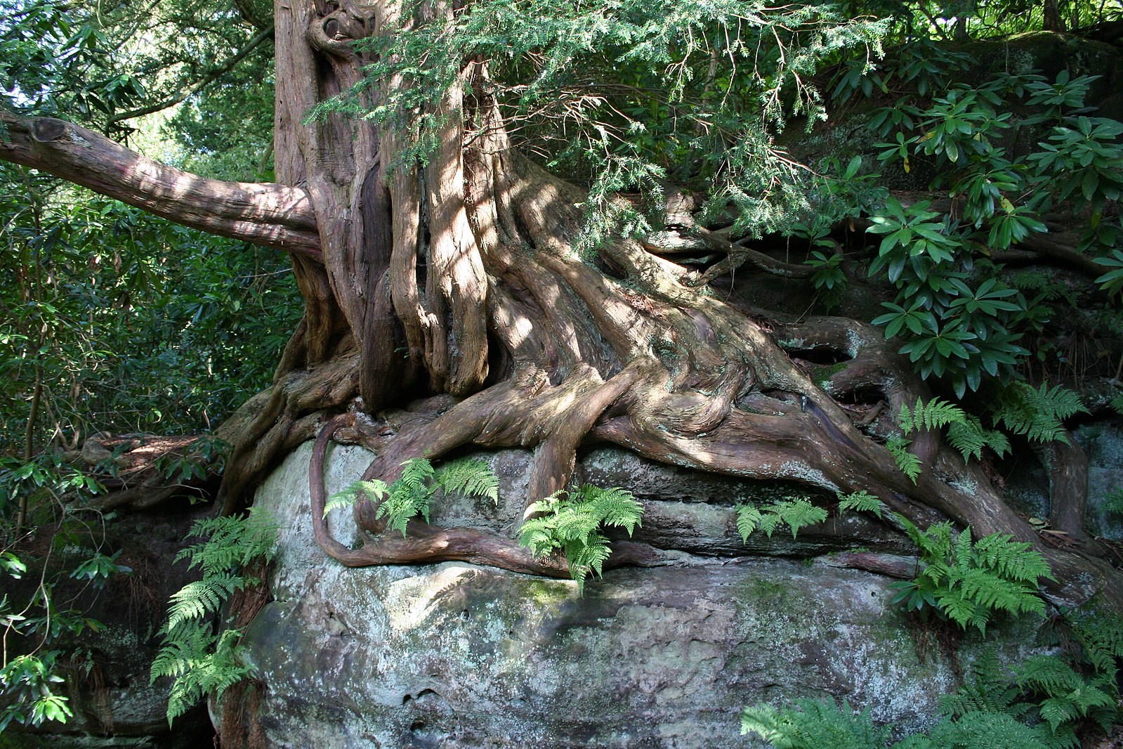 железное дерево википедия