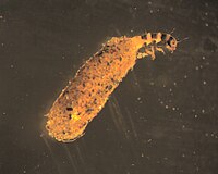 Hydroptila larva.jpg