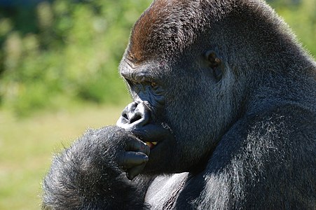 Image: Silverback gorilla. Port Lympne Wildlife Park, UK.