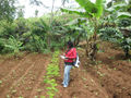 Cassava farming.jpg