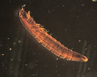 Stenelmis (larvae).jpg