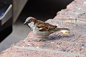 House sparrow.jpg