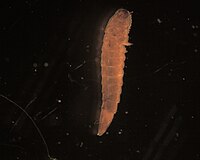 Optioservus (Larvae).jpg