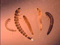 Elmidae Larvae.jpg