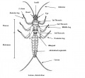 Plecoptera stonefly anatomy.jpg