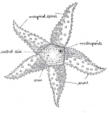 Labelled diagram of ASTERIAS.jpg