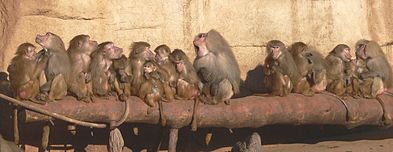 Image: Baboon social group