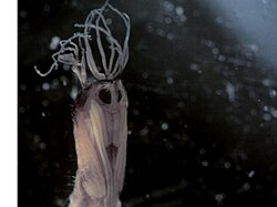 Diptera Pupae.JPG