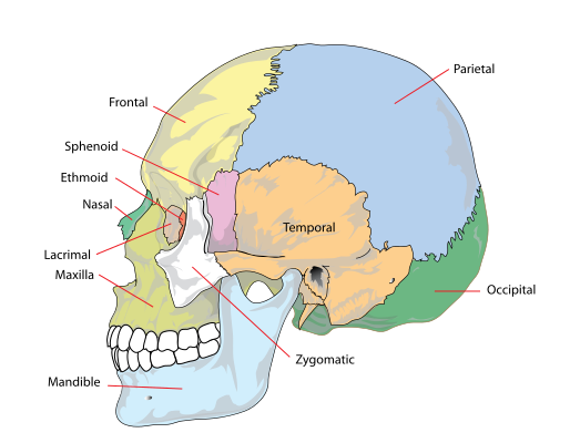 Image: Human skull bones (simplified)